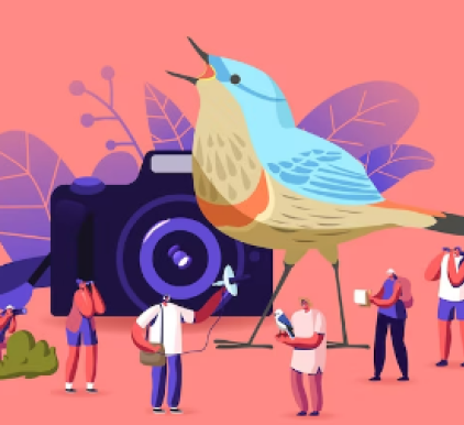 Avistamiento de Aves